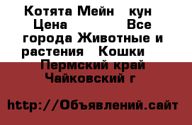 Котята Мейн - кун › Цена ­ 19 000 - Все города Животные и растения » Кошки   . Пермский край,Чайковский г.